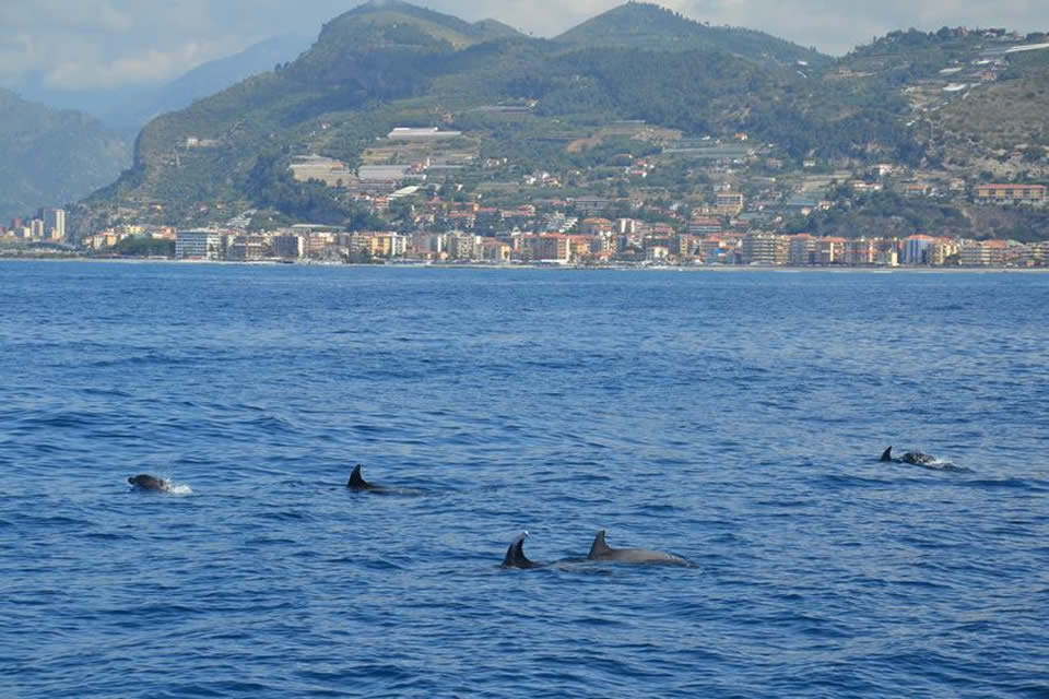 santuario dei cetacei tethys